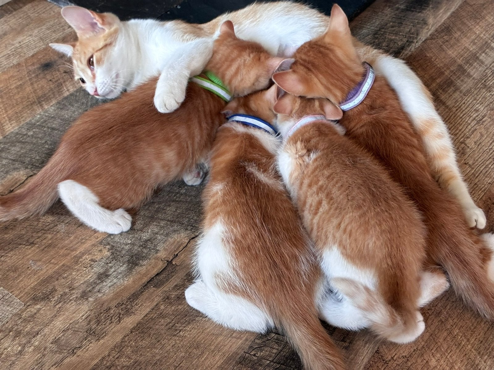 Jonge poesjes, Meerdere dieren