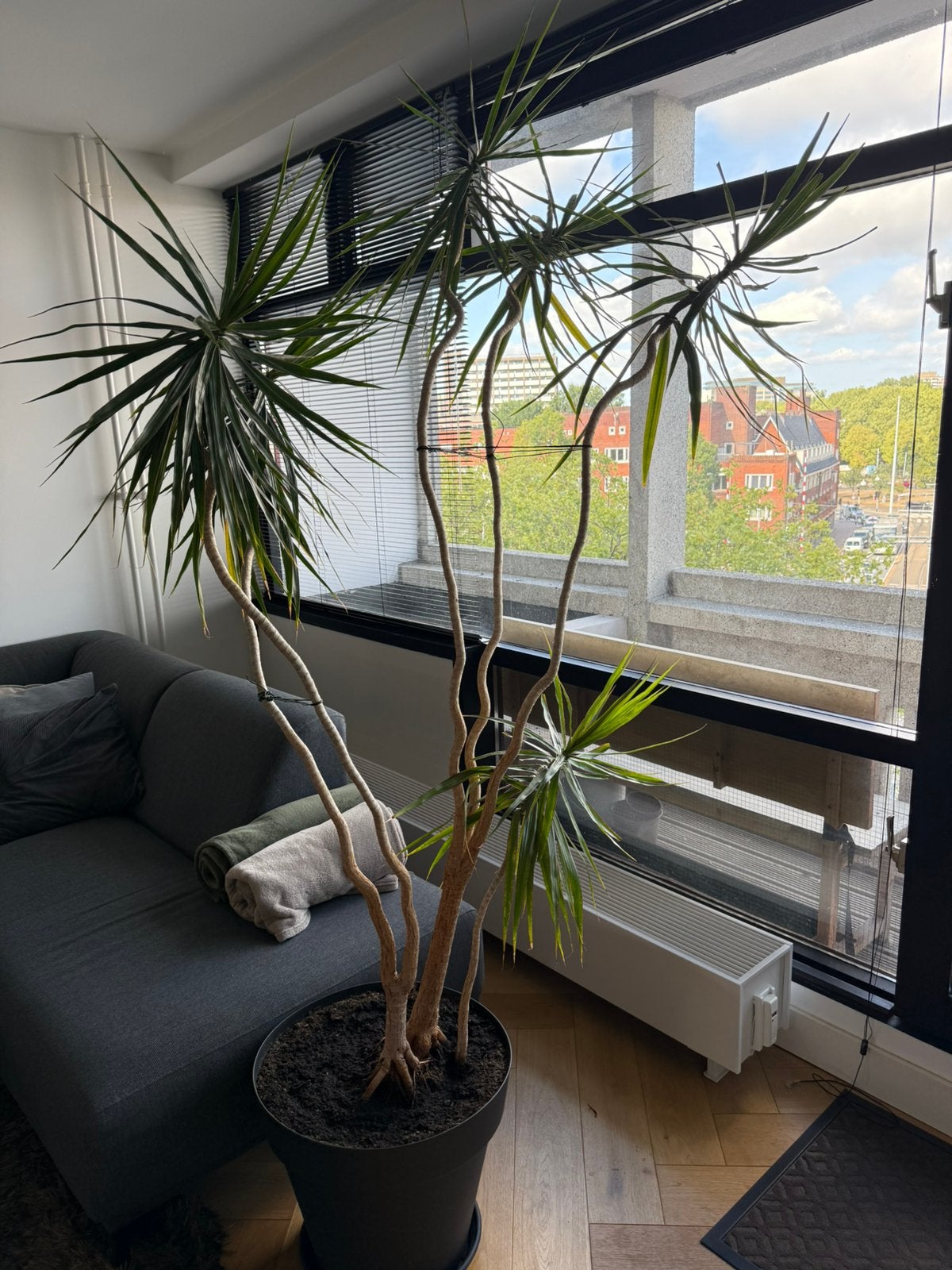Ca 3m  - DRACAENA MARGINATA, Ophalen, Halfschaduw, 200 cm of meer