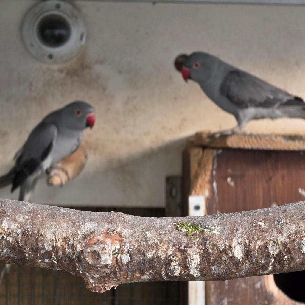 Halsband parkieten grijs pop, Dieren en Toebehoren, Vogels | Parkieten en Papegaaien, Vrouwelijk, Parkiet, Tam