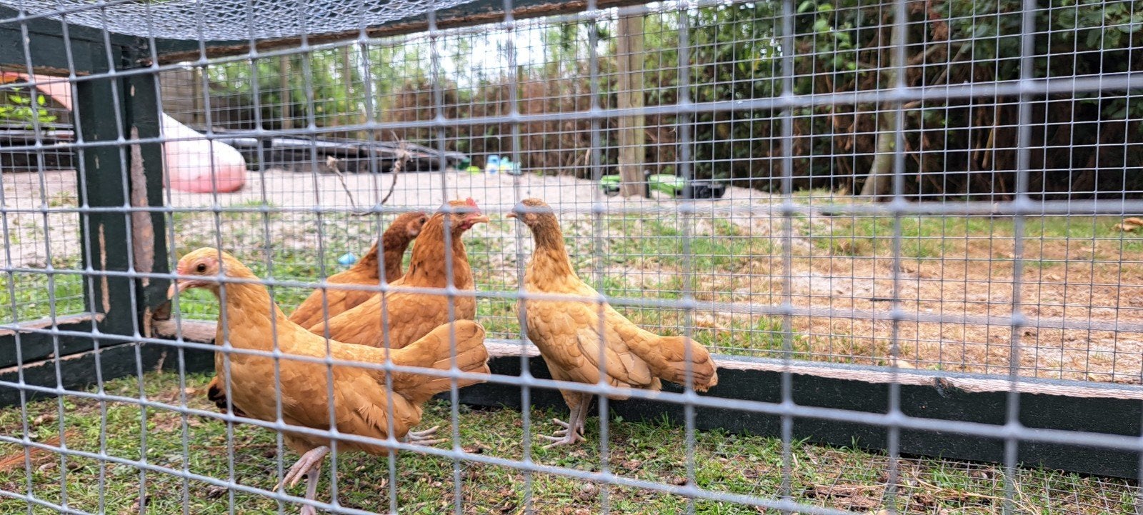 Hennen Fries hoen kriel, Dieren en Toebehoren, Pluimvee, Vrouwelijk, Kip