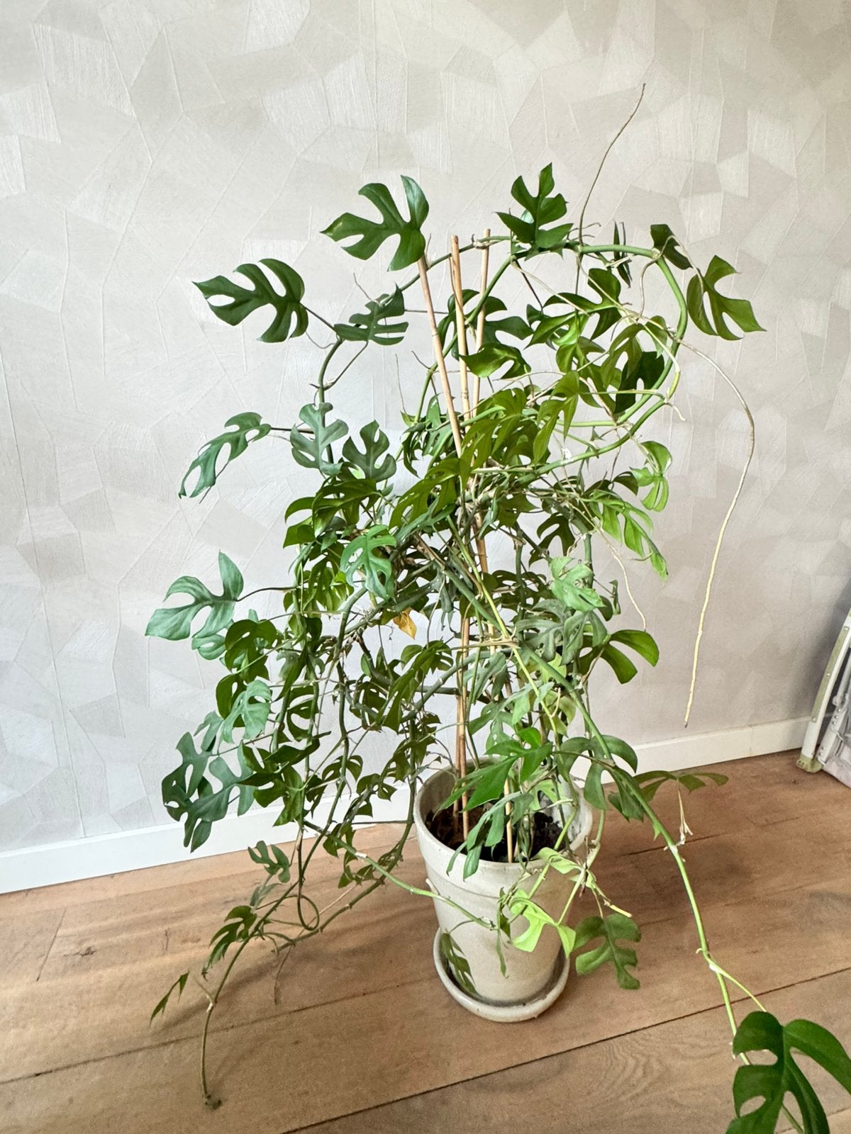 Monstera plant met pot, Huis en Inrichting, Kamerplanten, Ophalen, Halfschaduw, Minder dan 100 cm