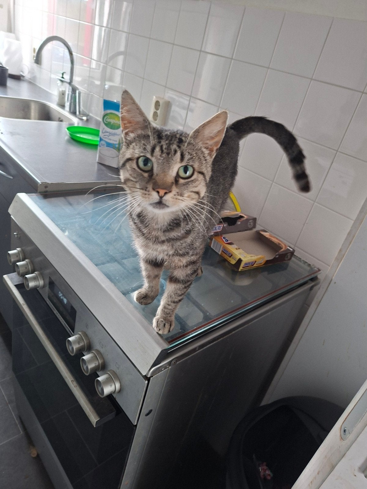 kat te koop, Dieren en Toebehoren, Katten en Kittens | Overige Katten, Kater, Kortharig, 3 tot 5 jaar