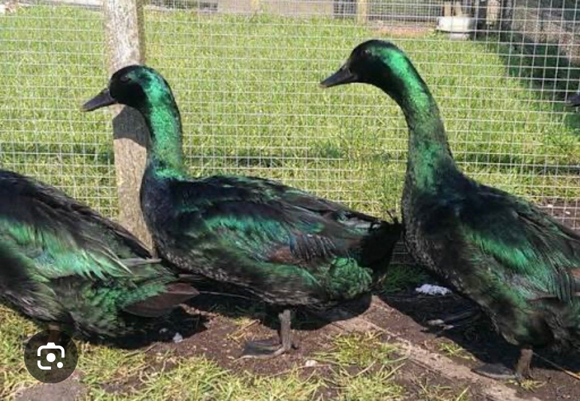 Te koop volwassen cayuga eenden, Dieren en Toebehoren, Pluimvee, Meerdere dieren, Eend