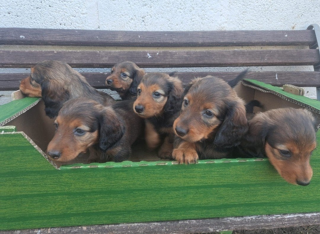 Langhaar dwergteckeltjes, Dieren en Toebehoren, Parvo, Fokker | Hobbymatig, 8 tot 15 weken, Buitenland