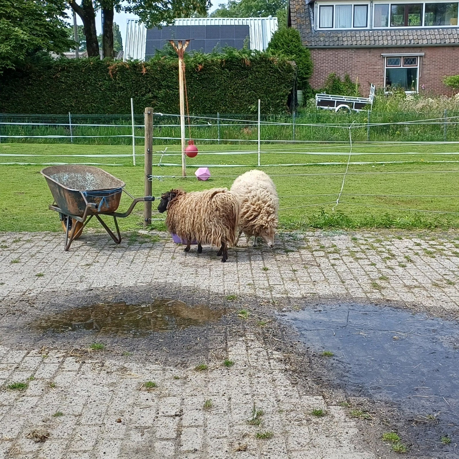 Plekje gezocht!, Dieren en Toebehoren, 2 of 3 paarden of pony's