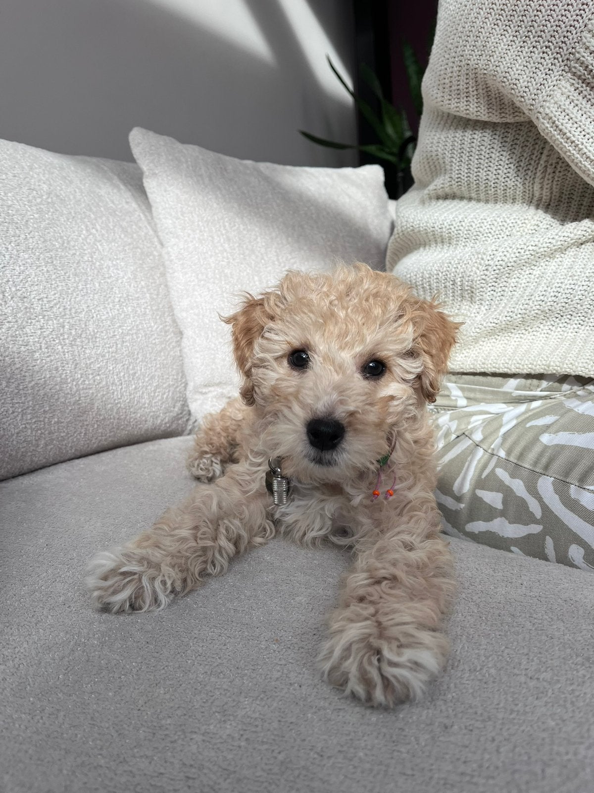 Jonge cockapoo/ labradoodle ter overname, 1 tot 2 jaar, Teef, Eén hond, CDV (hondenziekte)