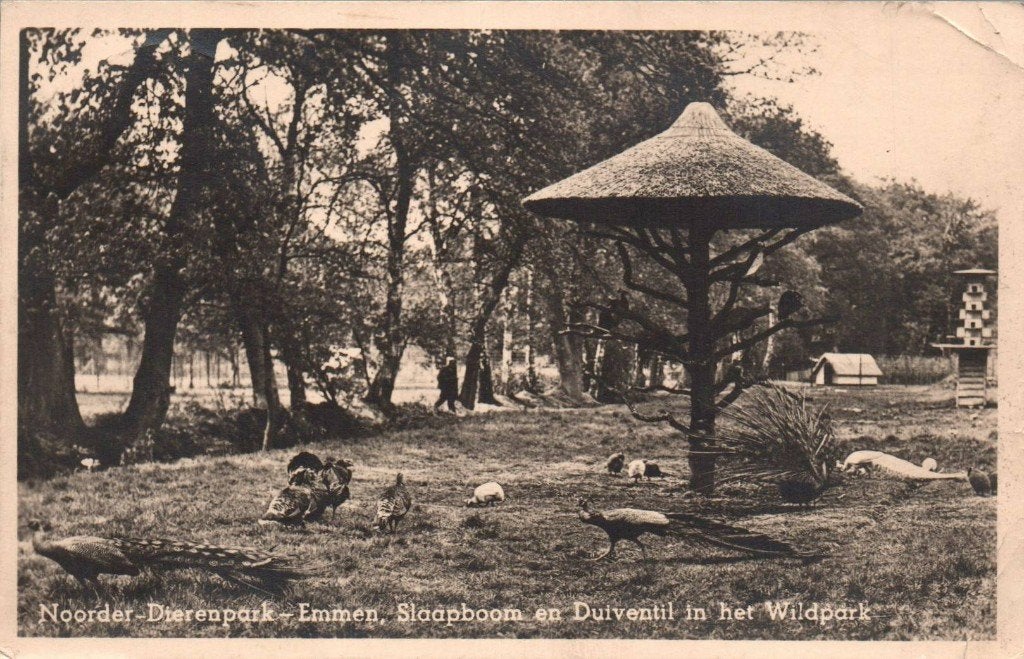 Noorder Dierenpark Emmen, Slaapboom en Duiventil ih Wildpark, Ophalen of Verzenden, Voor 1920, Drenthe