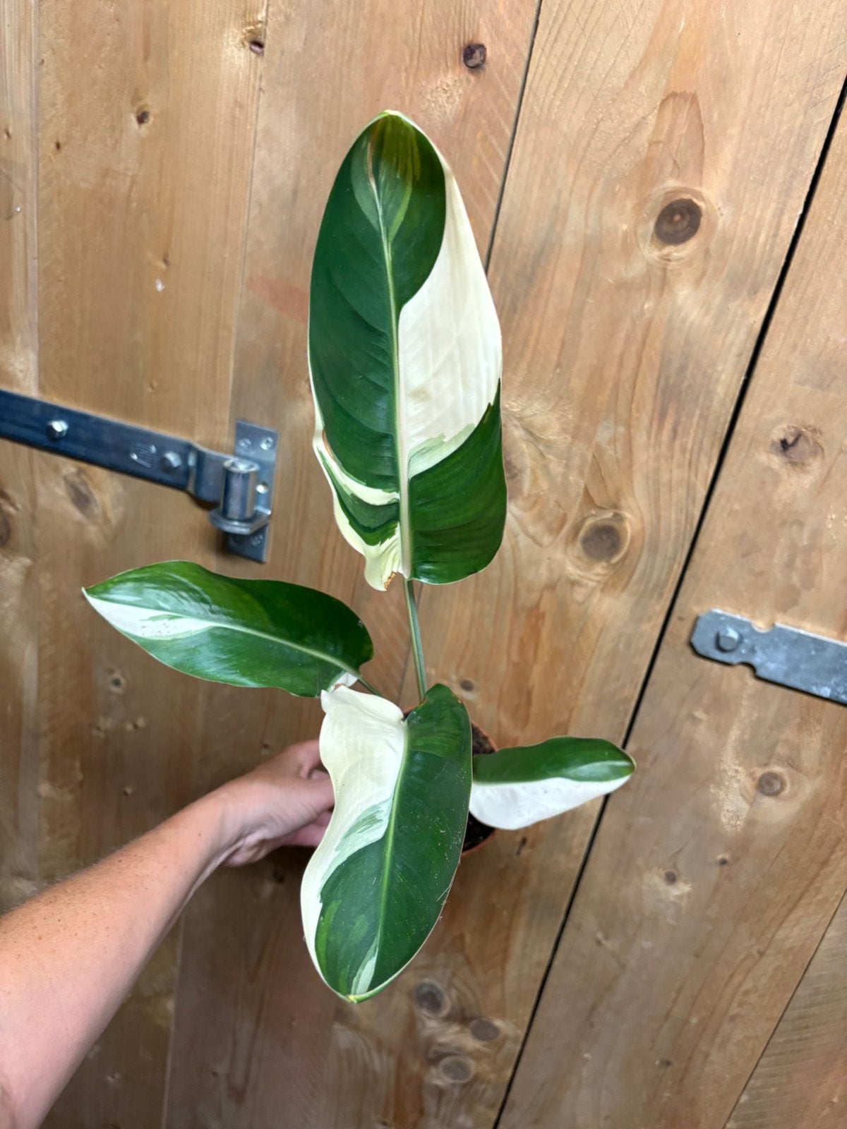 Strelitzia reginae variegata plant albo white wit, Ophalen of Verzenden, Halfschaduw, Minder dan 100 cm