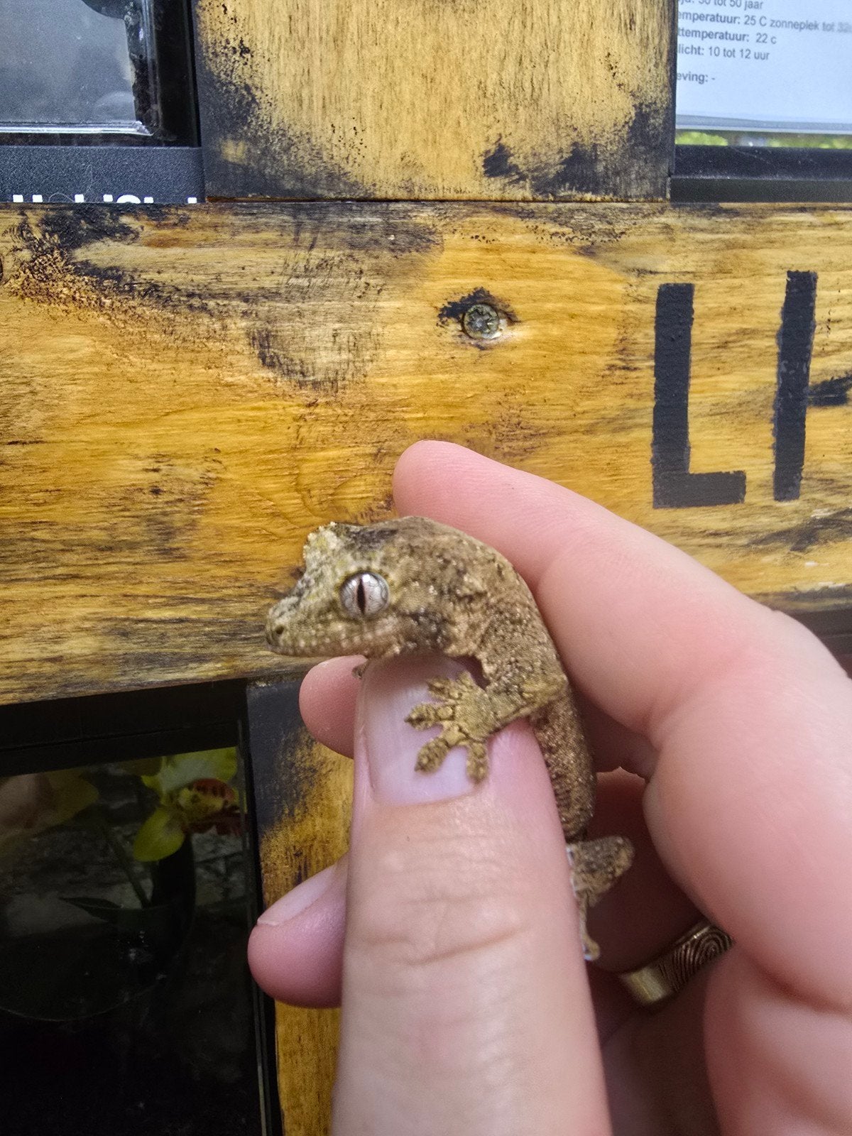 Prachtige Chahoua gekko's (Mniarogekko chahoua) beschikbaar., Hagedis, 0 tot 2 jaar