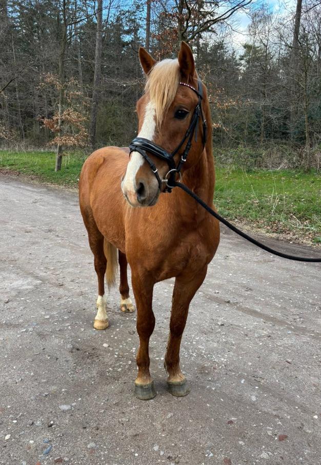 Twee lieve pony te koop., Dieren en Toebehoren, Pony's, Meerdere dieren, E pony (1.48m - 1.57m)