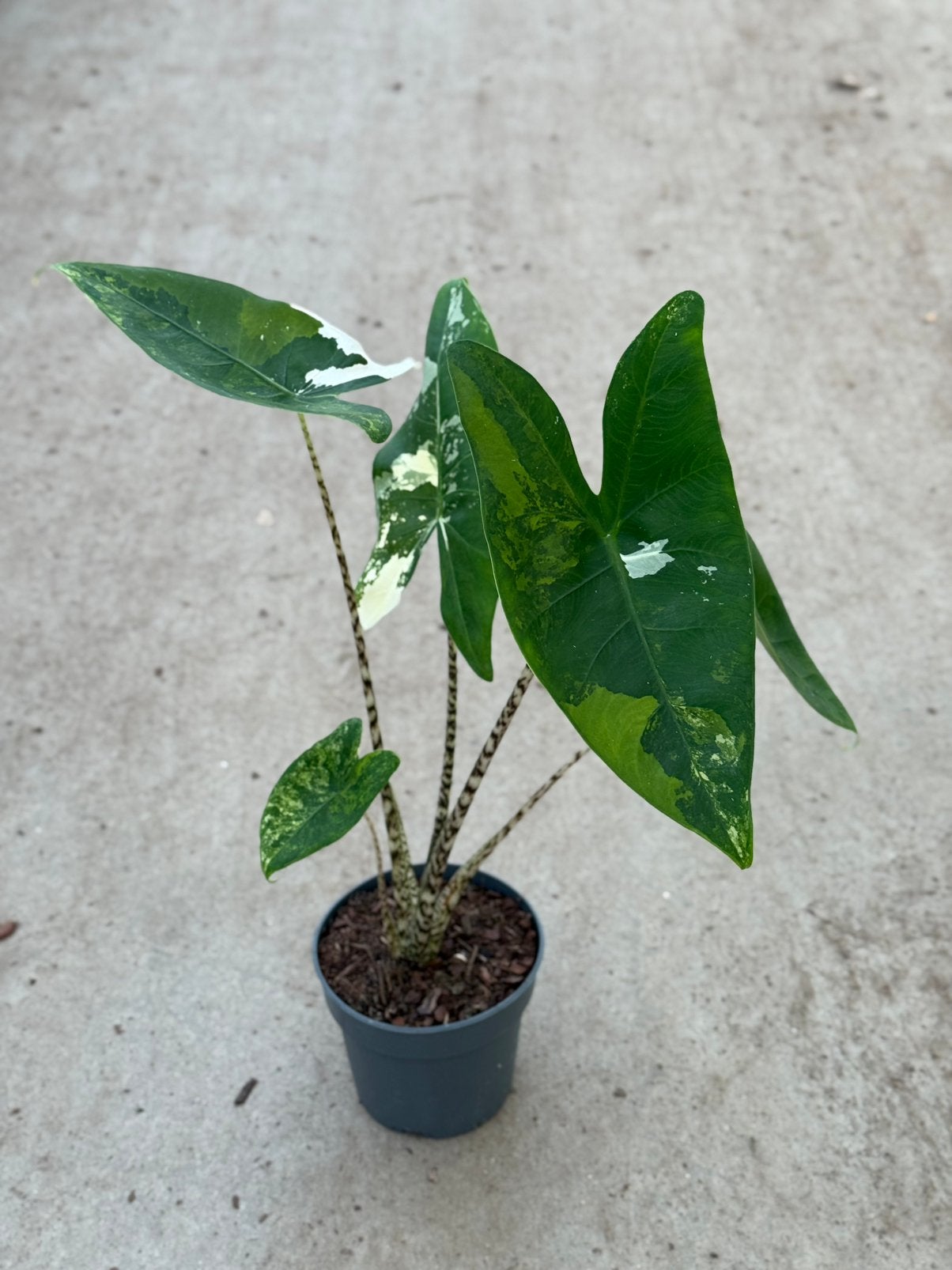 Alocasia Zebrina Tricolor Variegata, Ophalen of Verzenden, Halfschaduw, Minder dan 100 cm