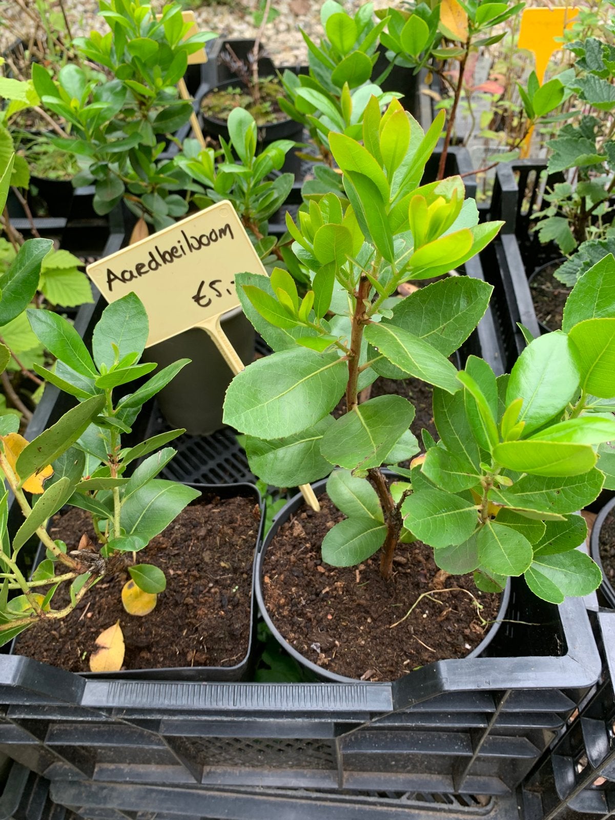 Aardbeiboom (Arbutus unedo), Ophalen of Verzenden, Eenjarig, Overige soorten, Volle zon