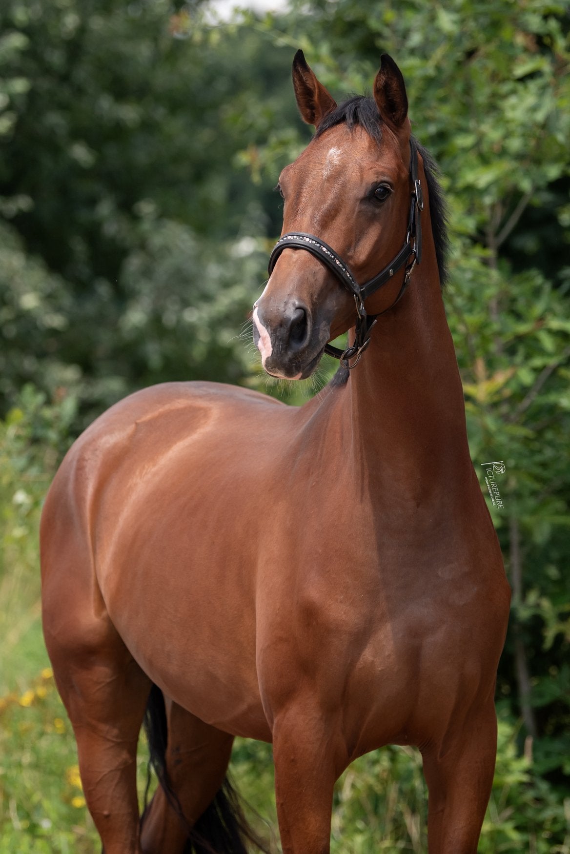Prachtige 3 jr  Jayson x Gribaldi ruin !, Dieren en Toebehoren, Paarden, Ruin, Dressuurpaard, Zadelmak, 3 tot 6 jaar
