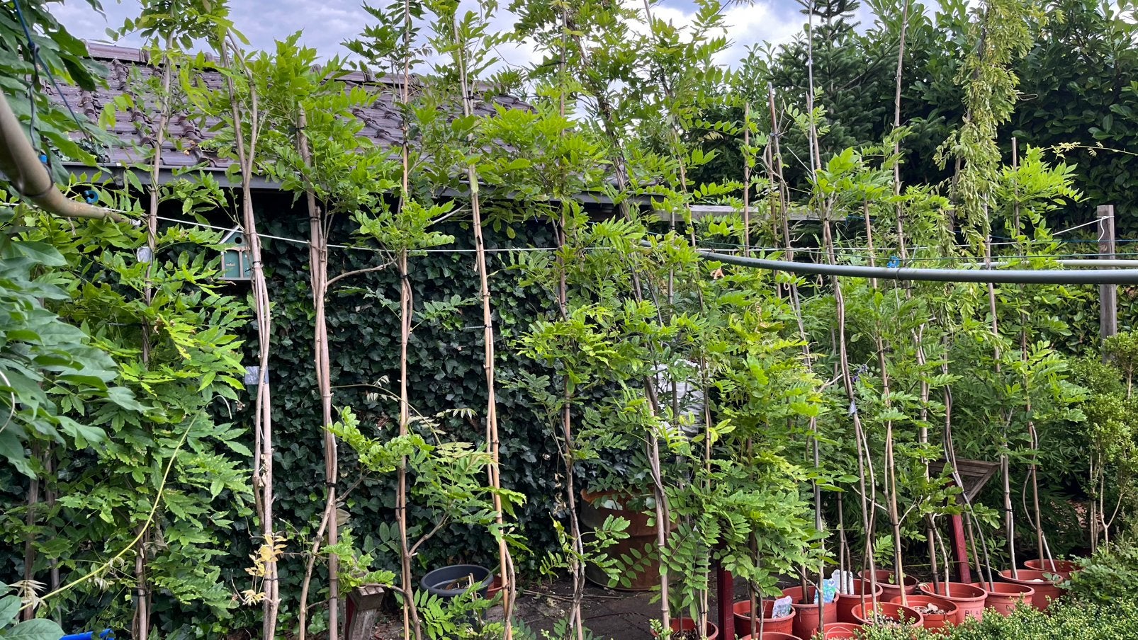 Blauwe tegen wisteria, Ophalen, Volle zon, Vaste plant, Klimplanten