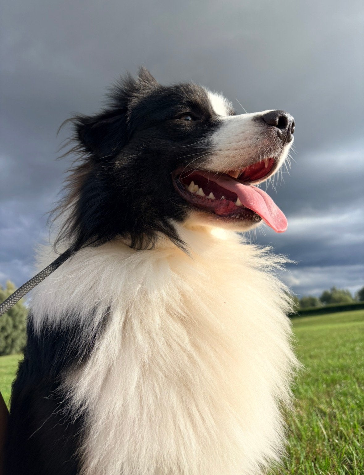 Lieve vrolijke eigenwijze aussie zoekt gouden mandje, Reu, 1 tot 2 jaar, Eén hond, CDV (hondenziekte)