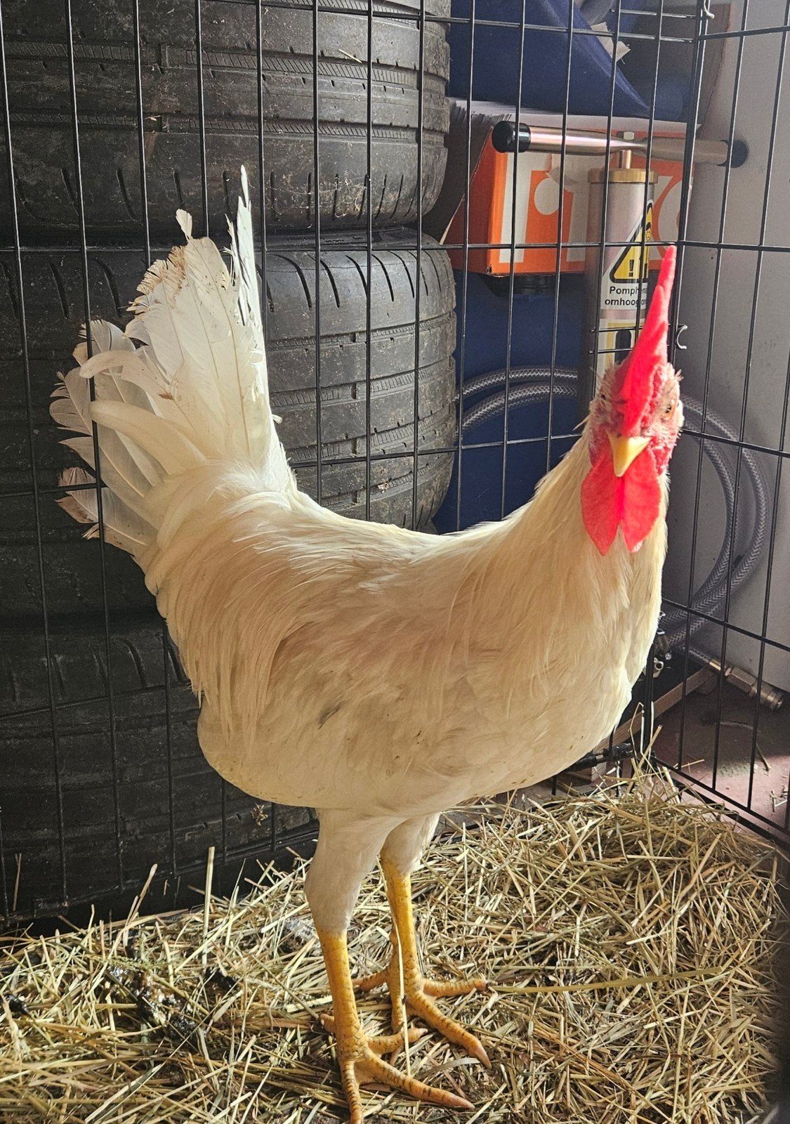 mooi jonge witte leghorn haan, Mannelijk, Kip