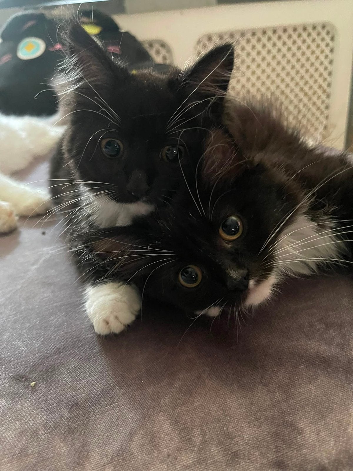 2 katers kittens, Kater