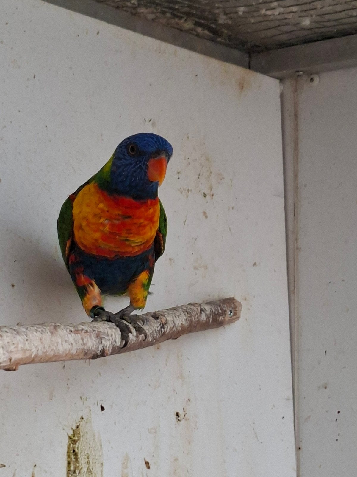 Te koop popje  Lori v/d blauwe bergen  02-2026., Vrouwelijk, Papegaai, Geringd