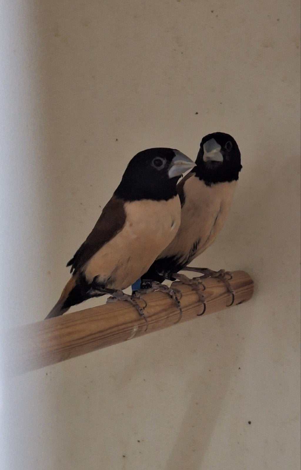 Prachtnon  lonchura spectabilis, Dieren en Toebehoren, Meerdere dieren, Tropenvogel, Geringd