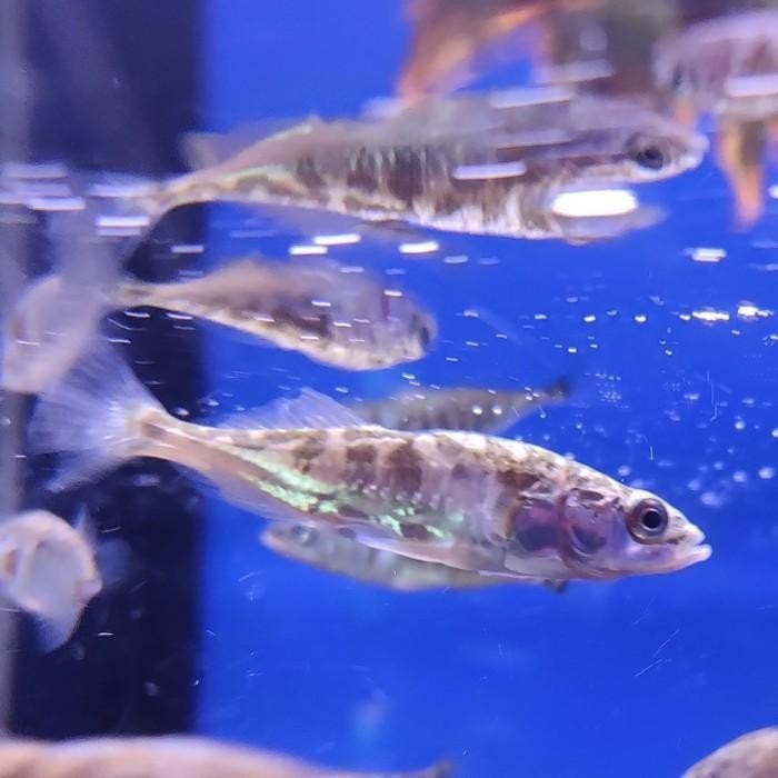 Gasterosteus aculeatus, Dieren en Toebehoren, Vis