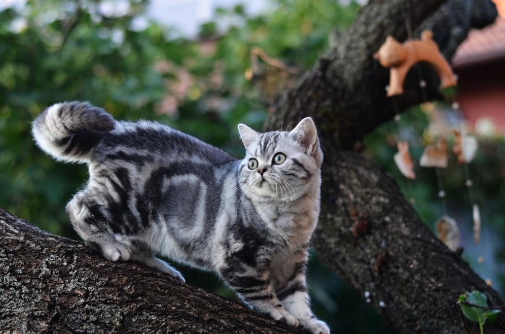 Brits korthaar black silver tabby blotched, Dieren en Toebehoren, Katten en Kittens | Raskatten | Korthaar, Kater, 0 tot 2 jaar