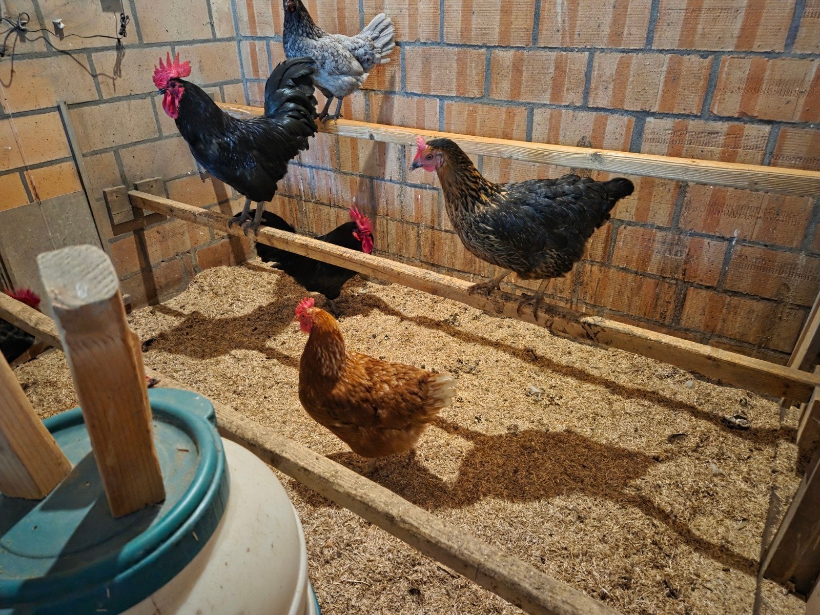 Leghennen met hanen te koop met toebehoren., Meerdere dieren, Kip
