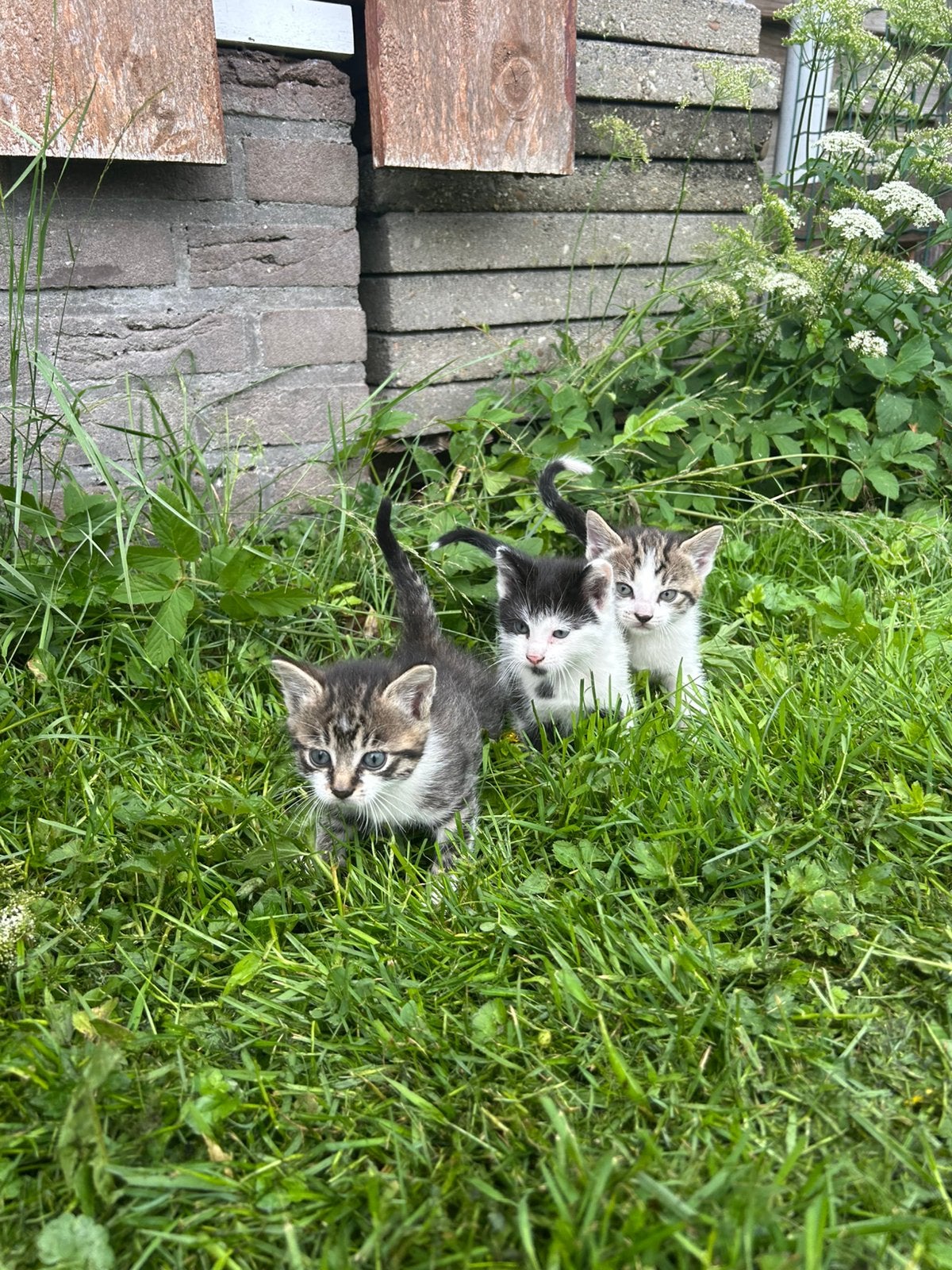 Lieve jonge kittens zoeken een nieuw plekje!, Dieren en Toebehoren, Katten en Kittens | Overige Katten, Meerdere dieren, Kortharig