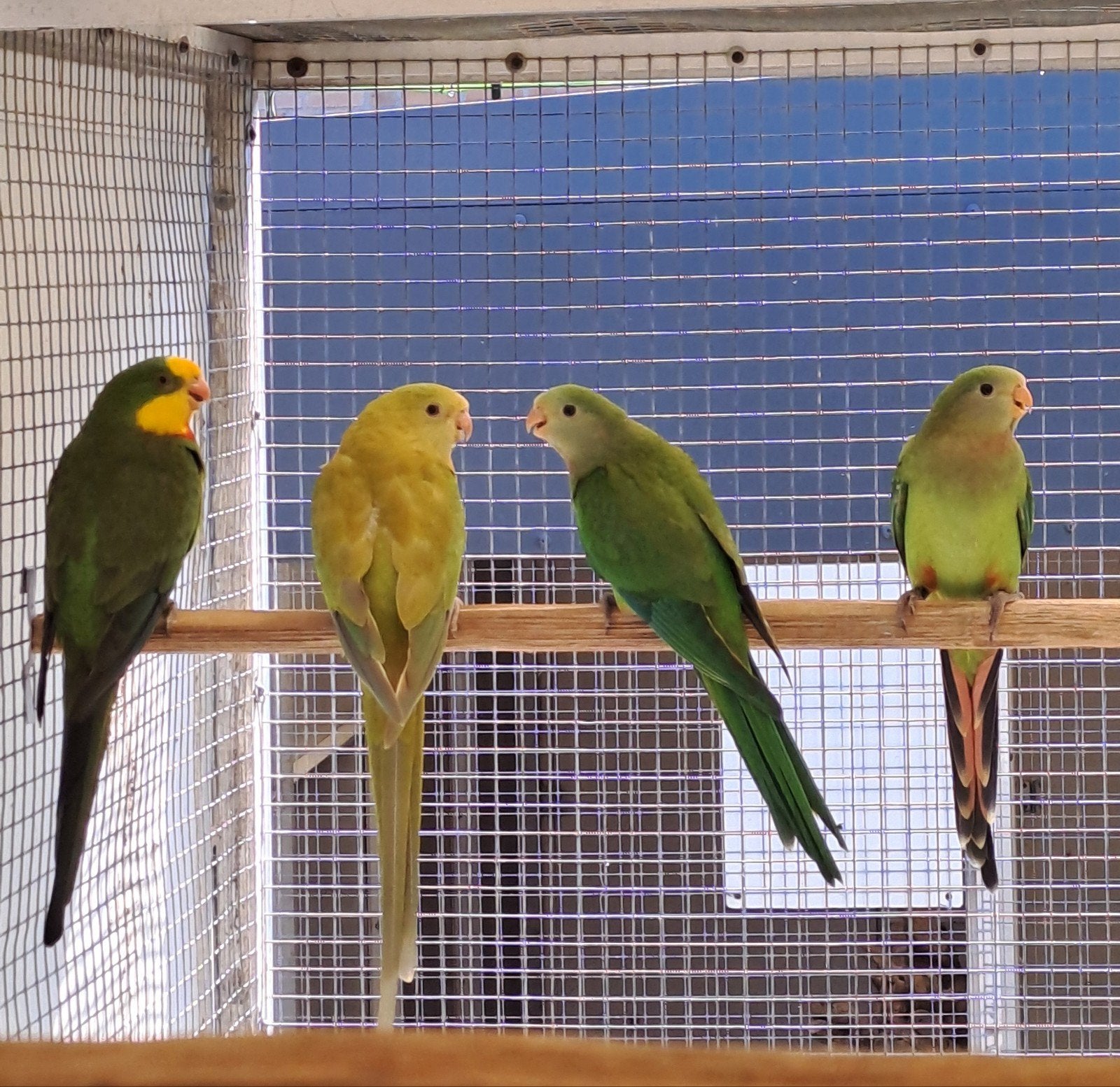 Barraband parkieten, Dieren en Toebehoren, Mannelijk, Parkiet, Geringd