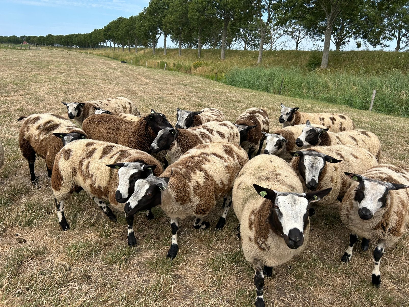 Bonte dekrammen, Dieren en Toebehoren, Mannelijk, Schaap, 0 tot 2 jaar
