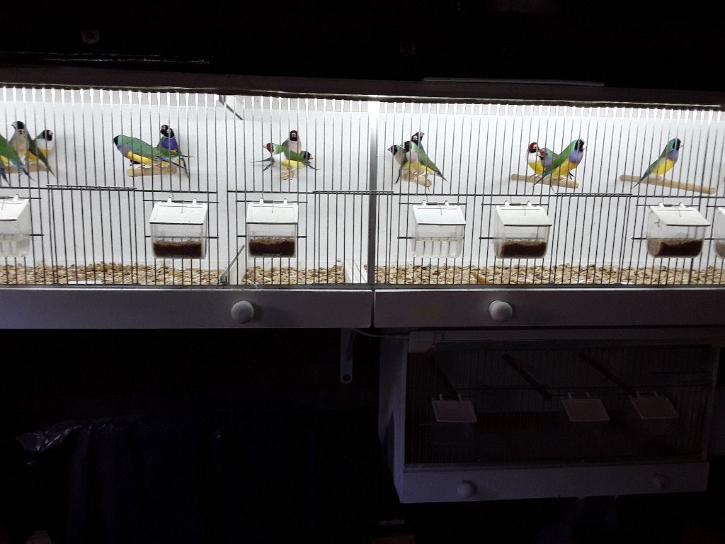 Gould Amadines, Dieren en Toebehoren, Vogels | Overige Vogels, Meerdere dieren, Tropenvogel