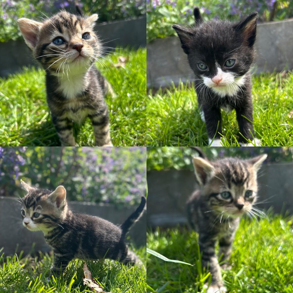 Superlief nestje van 7 prachtige kittens, nog 1 beschikbaar, Dieren en Toebehoren, Katten en Kittens | Overige Katten, Meerdere dieren