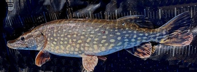 Snoekstreamer Q 9 met Fleurhaak en een verwisselbare dreg, Ophalen, Nieuw, Complete set