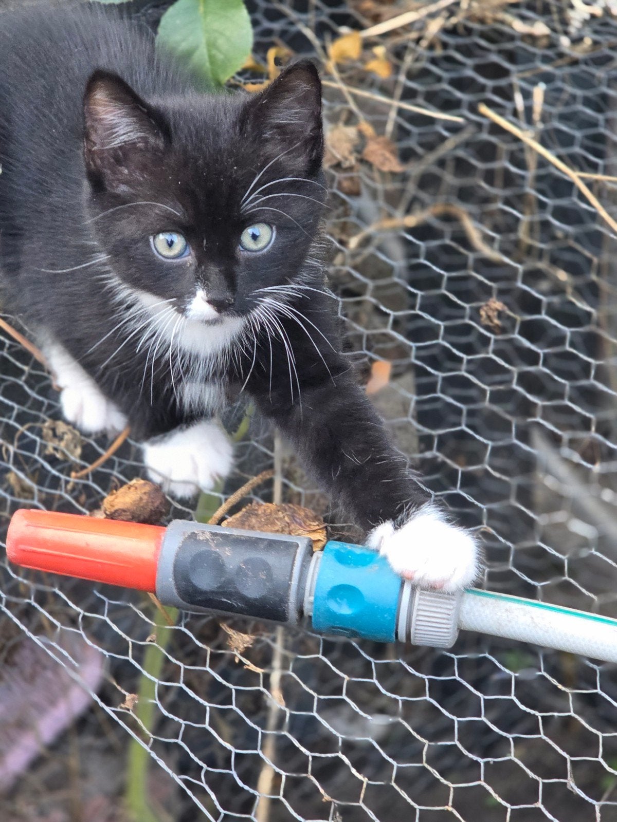 Lieve kittens zoeken een liefdevol thuis, Meerdere dieren