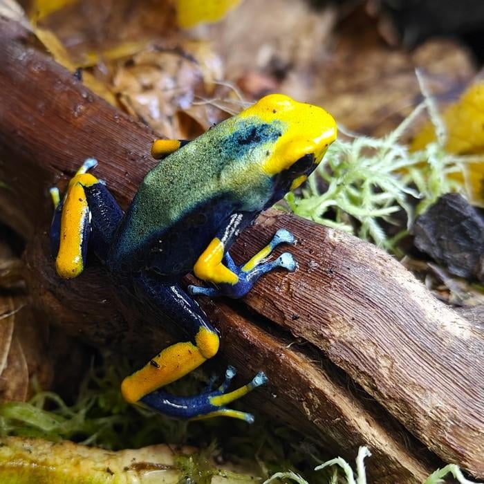 Dendrobates tinctorius Frog - unknown for sale from Dierenhandel EXOTICA