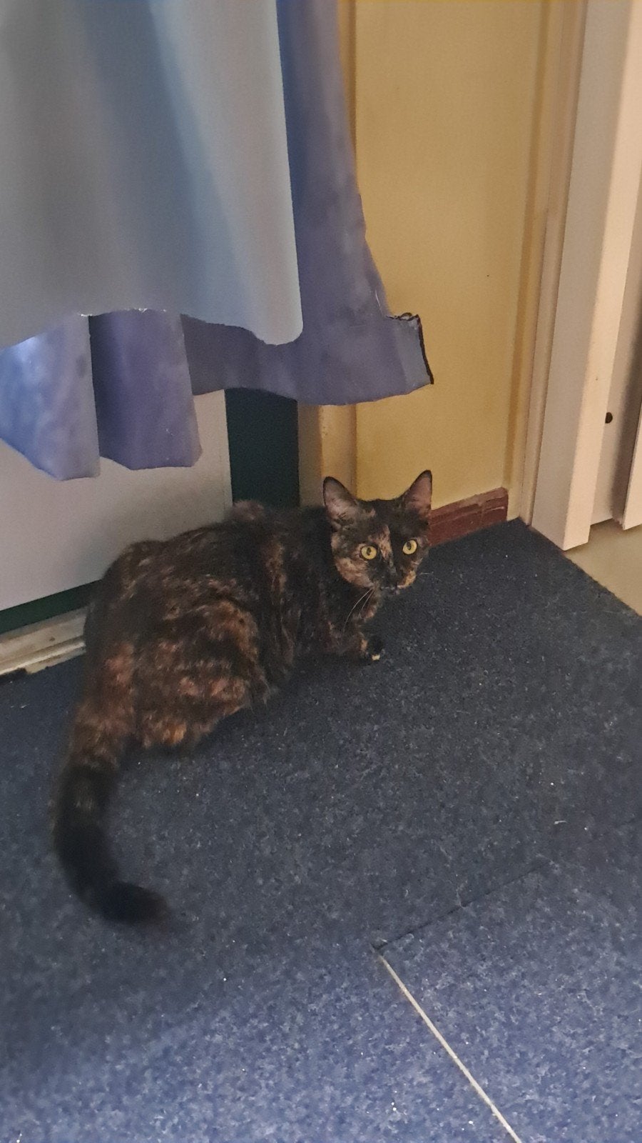 Lieve aanhankelijke poes,  verkocht, Dieren en Toebehoren, Poes, Kortharig, 0 tot 2 jaar