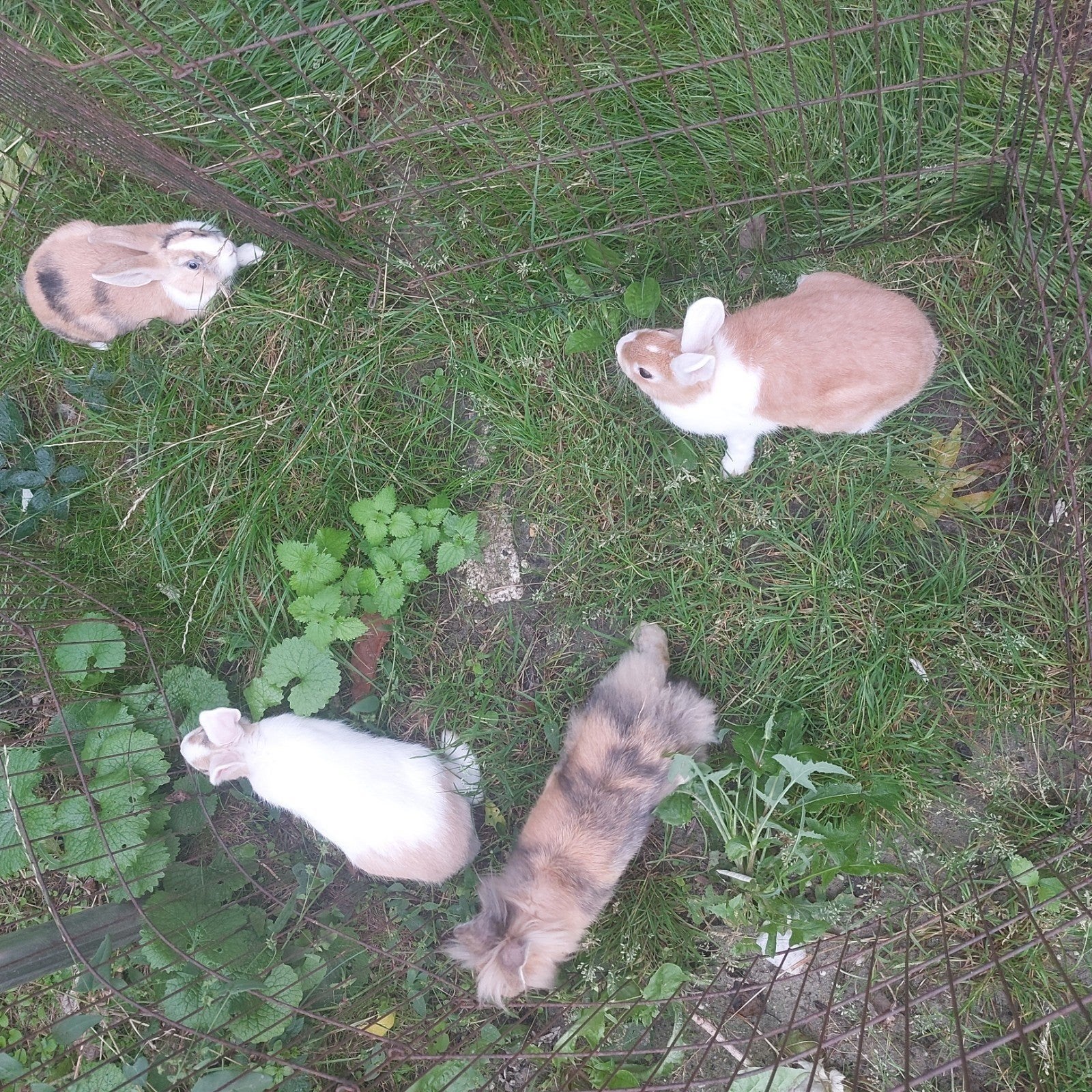 konijnen  te koop klein soort, Dieren en Toebehoren, Mannelijk, Eend
