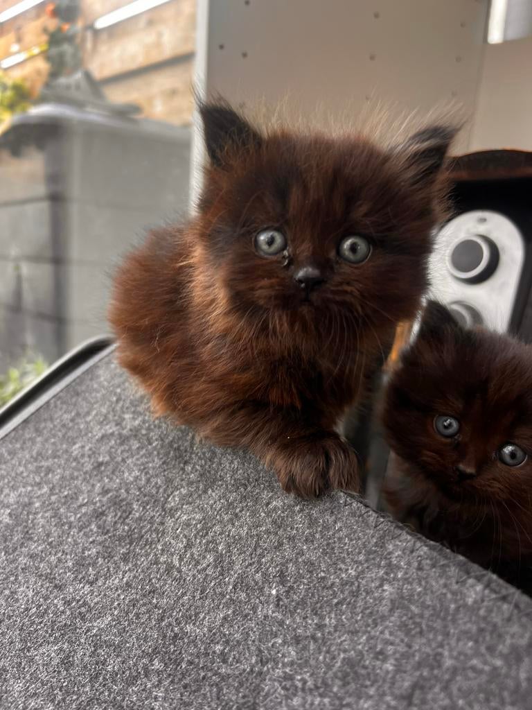 2 kittens ragdoll, Meerdere dieren