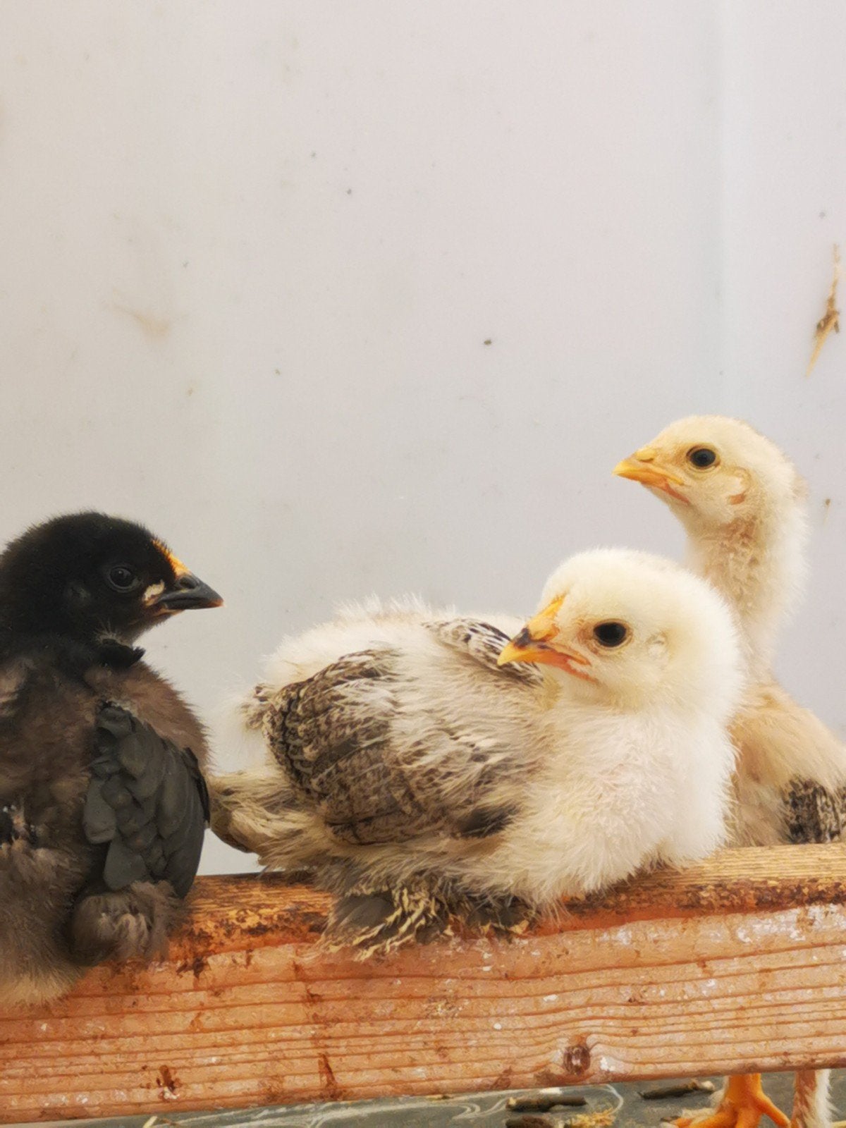 Kuikentjes! 🐣 🐥 Brahma - kruising groothoenders, Dieren en Toebehoren, Pluimvee, Geslacht onbekend, Kip
