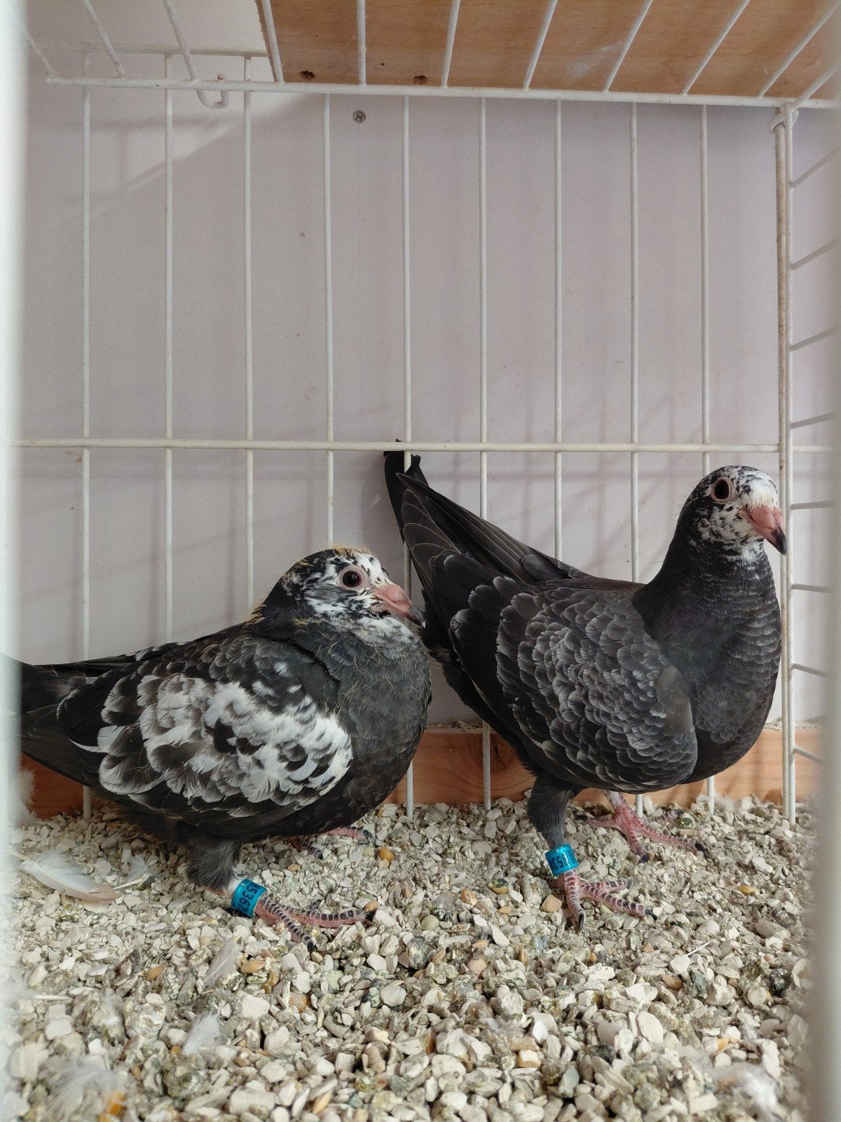 postduiven scherens vangramberen, Meerdere dieren, Postduif