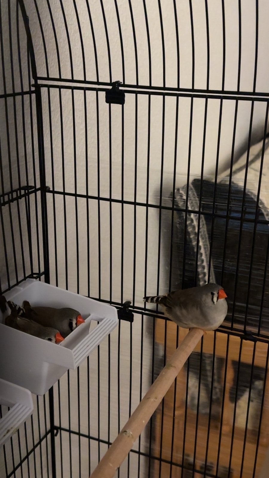 Drie zebravinkjes ter overname, Dieren en Toebehoren, Vrouwelijk, Wildzangvogel, Geringd