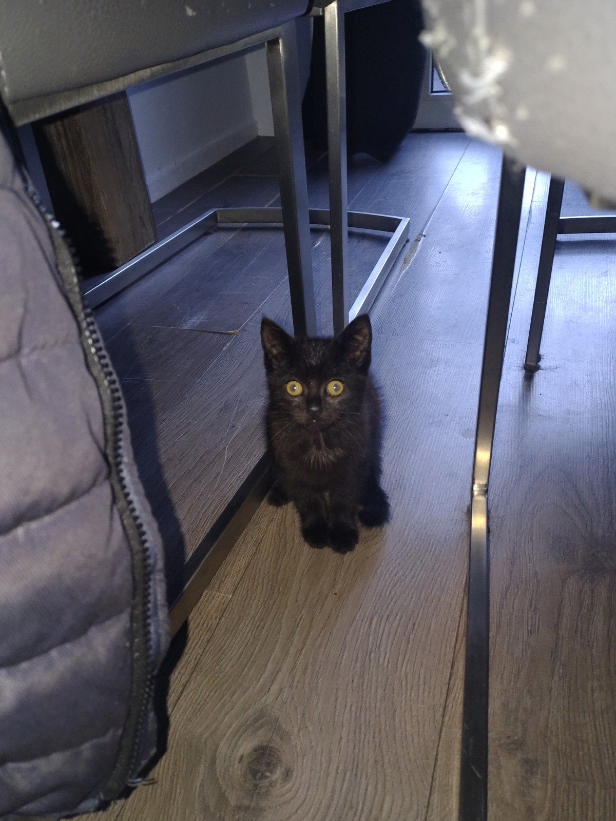poesje, Poes