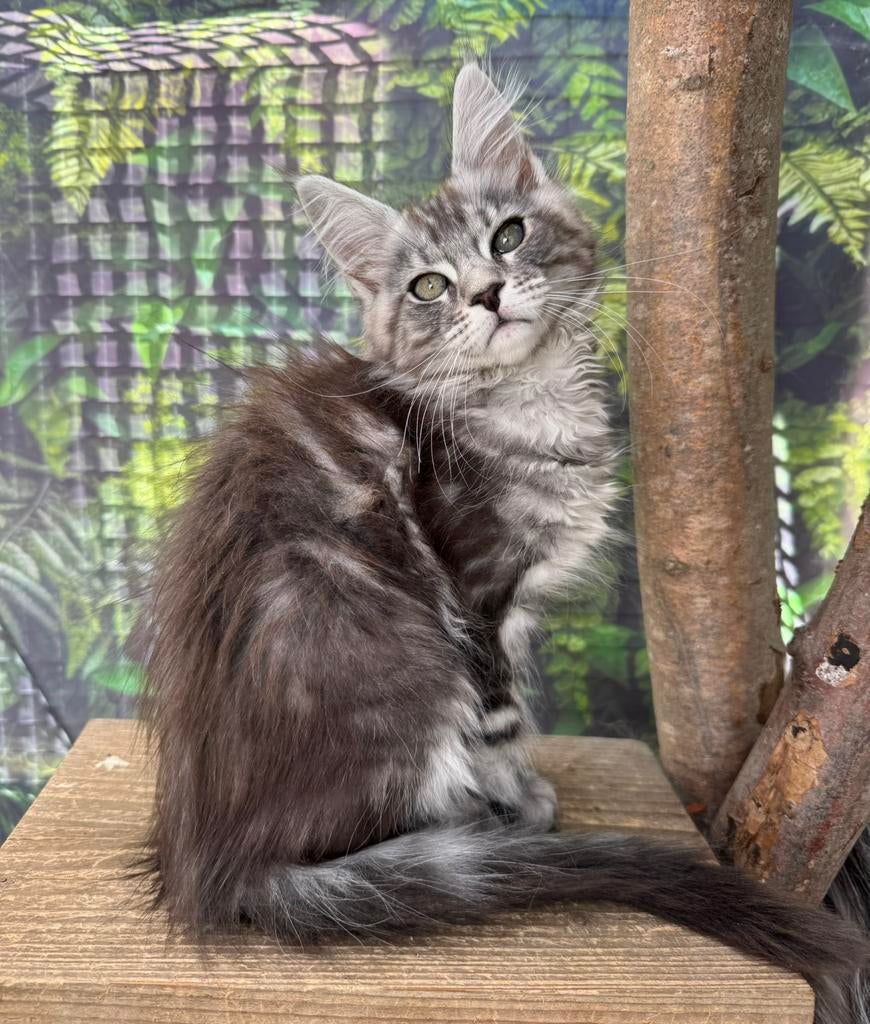 Maine Coon poesje, Dieren en Toebehoren, Katten en Kittens | Raskatten | Langhaar, Poes, 0 tot 2 jaar, Met stamboom, Gechipt, Ontwormd