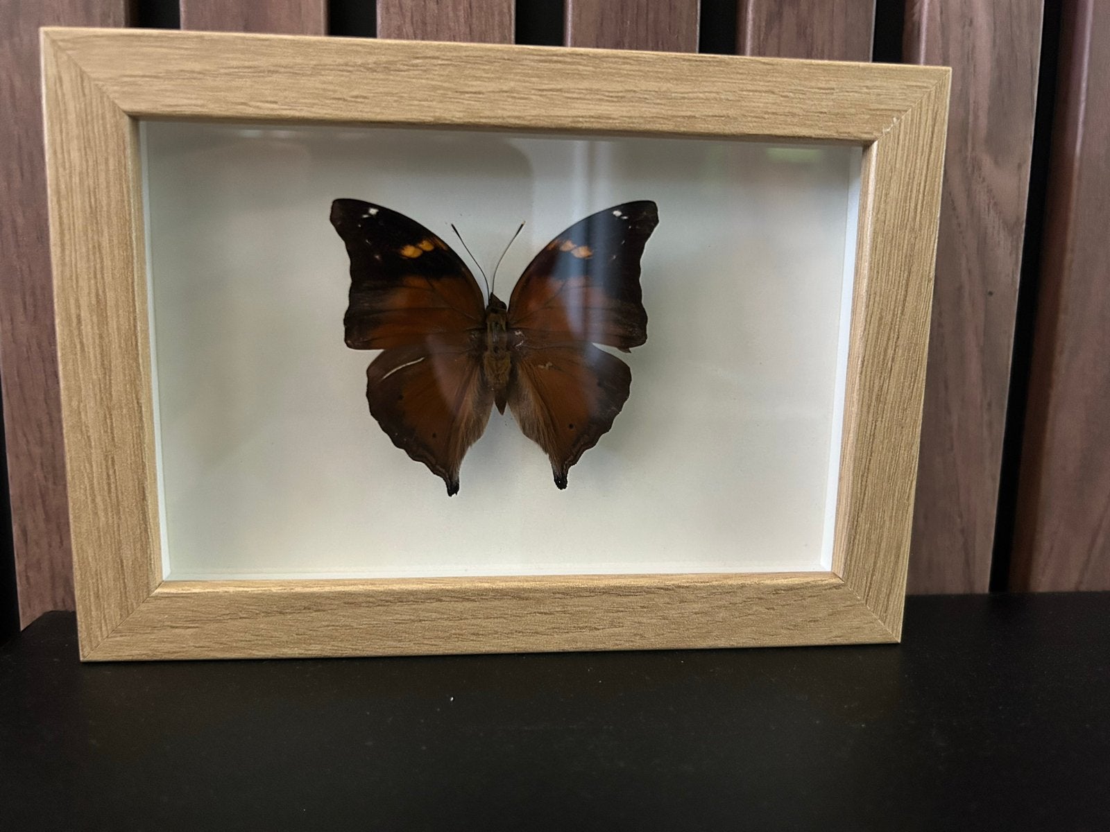 Opgezette Vlinder in Lijstje - Decoratieve Insectenlijst, Ophalen of Verzenden, Nieuw