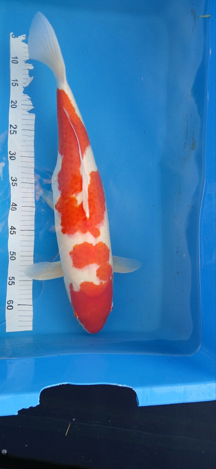 kohaku koi, Dieren en Toebehoren