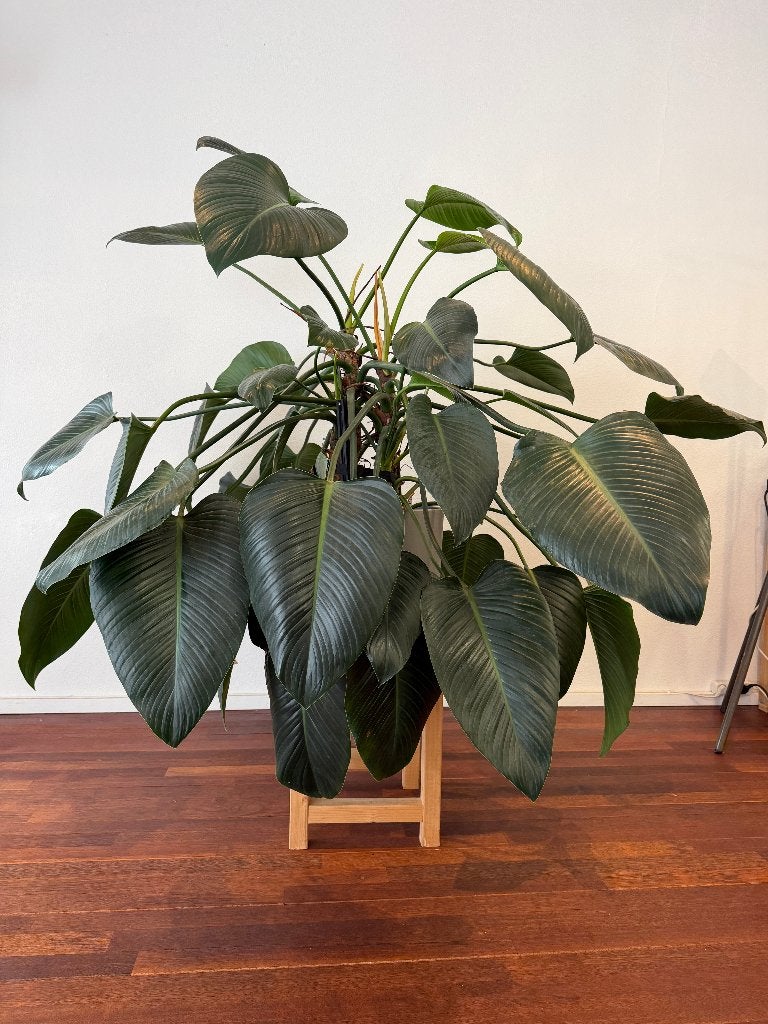 grote kamerplant - Philodendron 'Green Beauty', Ophalen, Halfschaduw, In pot, 150 tot 200 cm