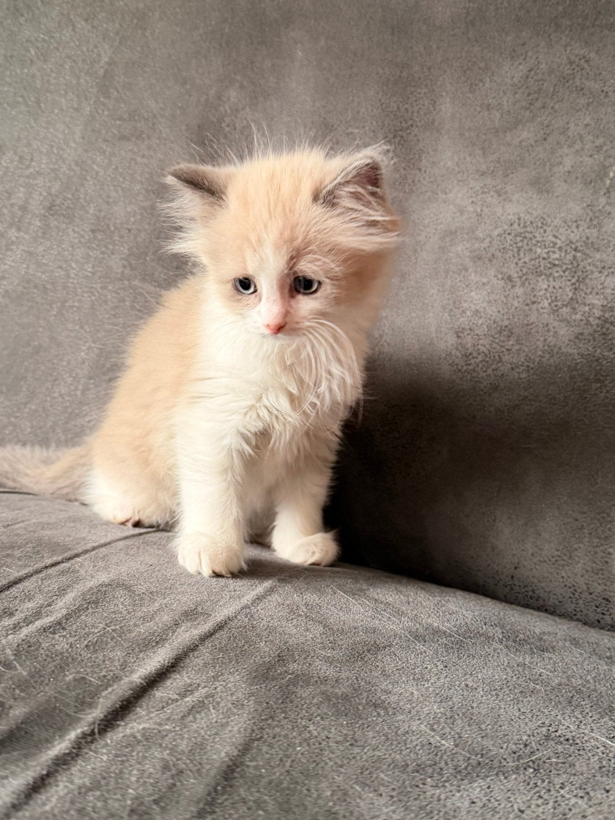 Ragdoll kitten, Poes, Gechipt, 0 tot 2 jaar