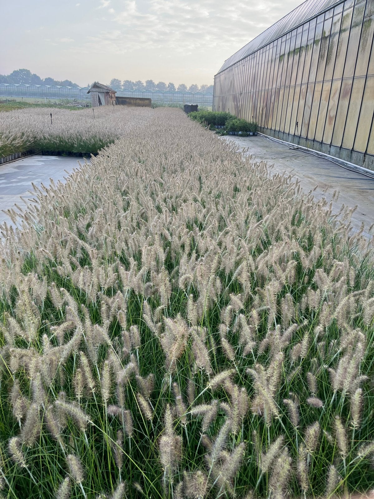 Pennisetum alp. Hameln - Lampepoetsergras, Ophalen, Volle zon, Vaste plant, Siergrassen