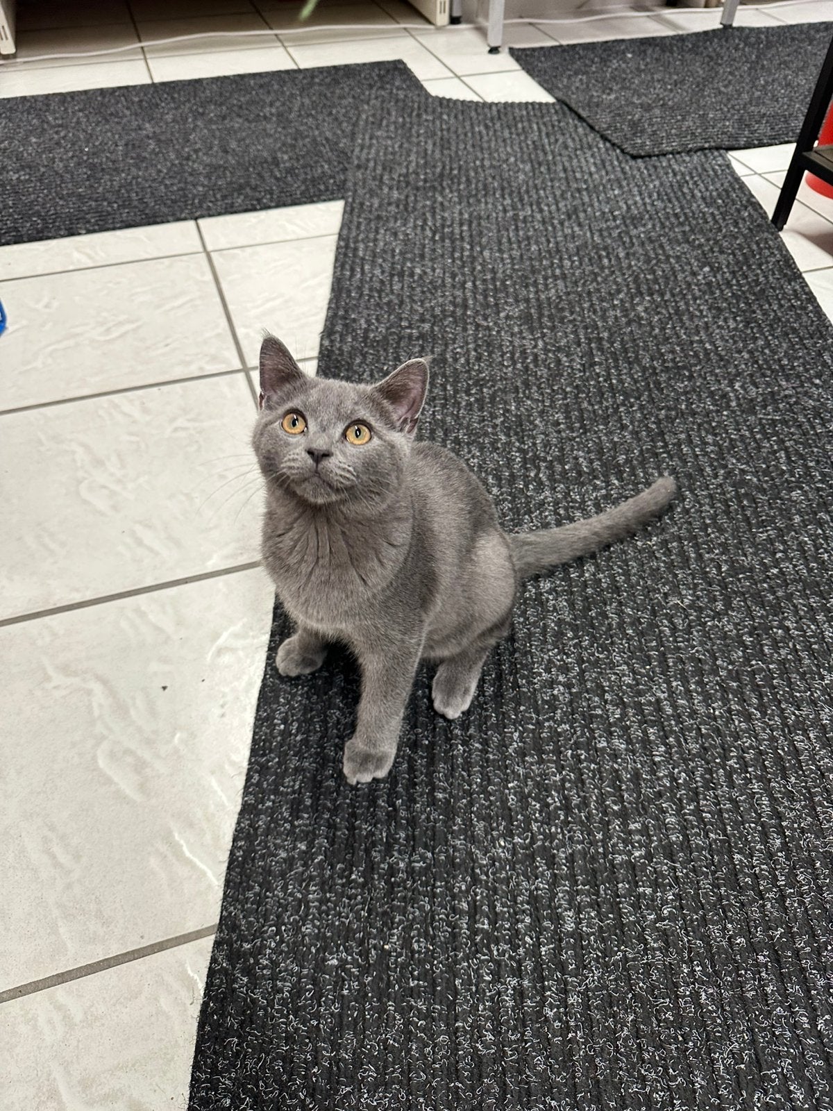 Kat British korte haar 3 maand oud, Dieren en Toebehoren, Poes