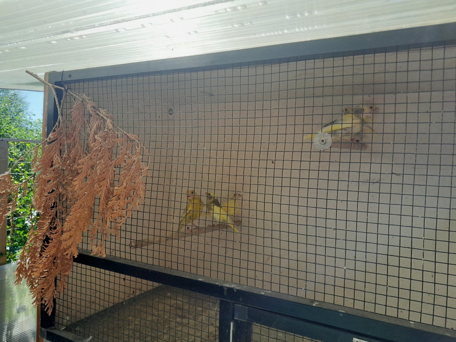 diverse groenlingen, Meerdere dieren, Geringd