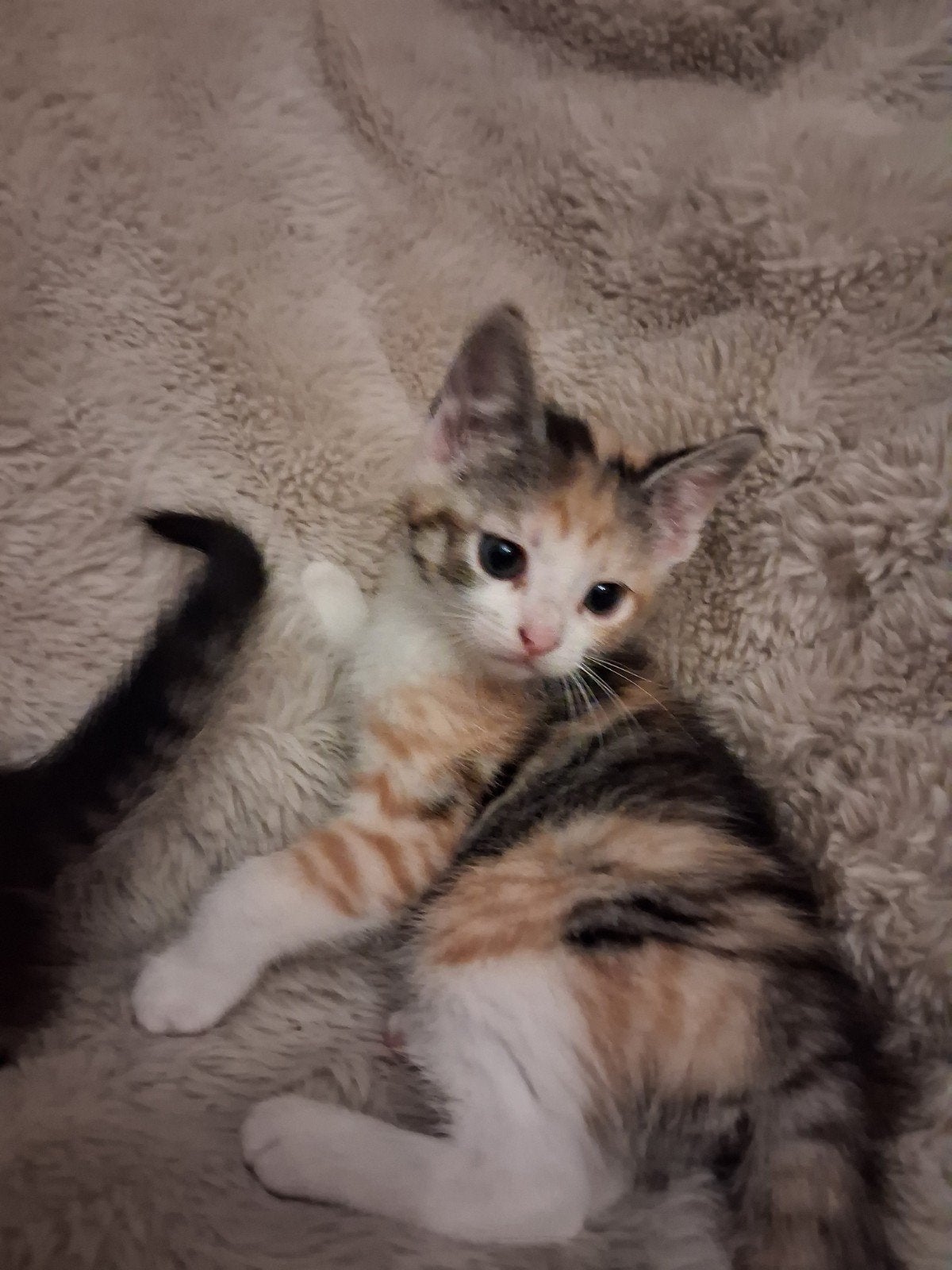 4 lieve kittens zoeken een nieuw huis, Meerdere dieren, Ontwormd